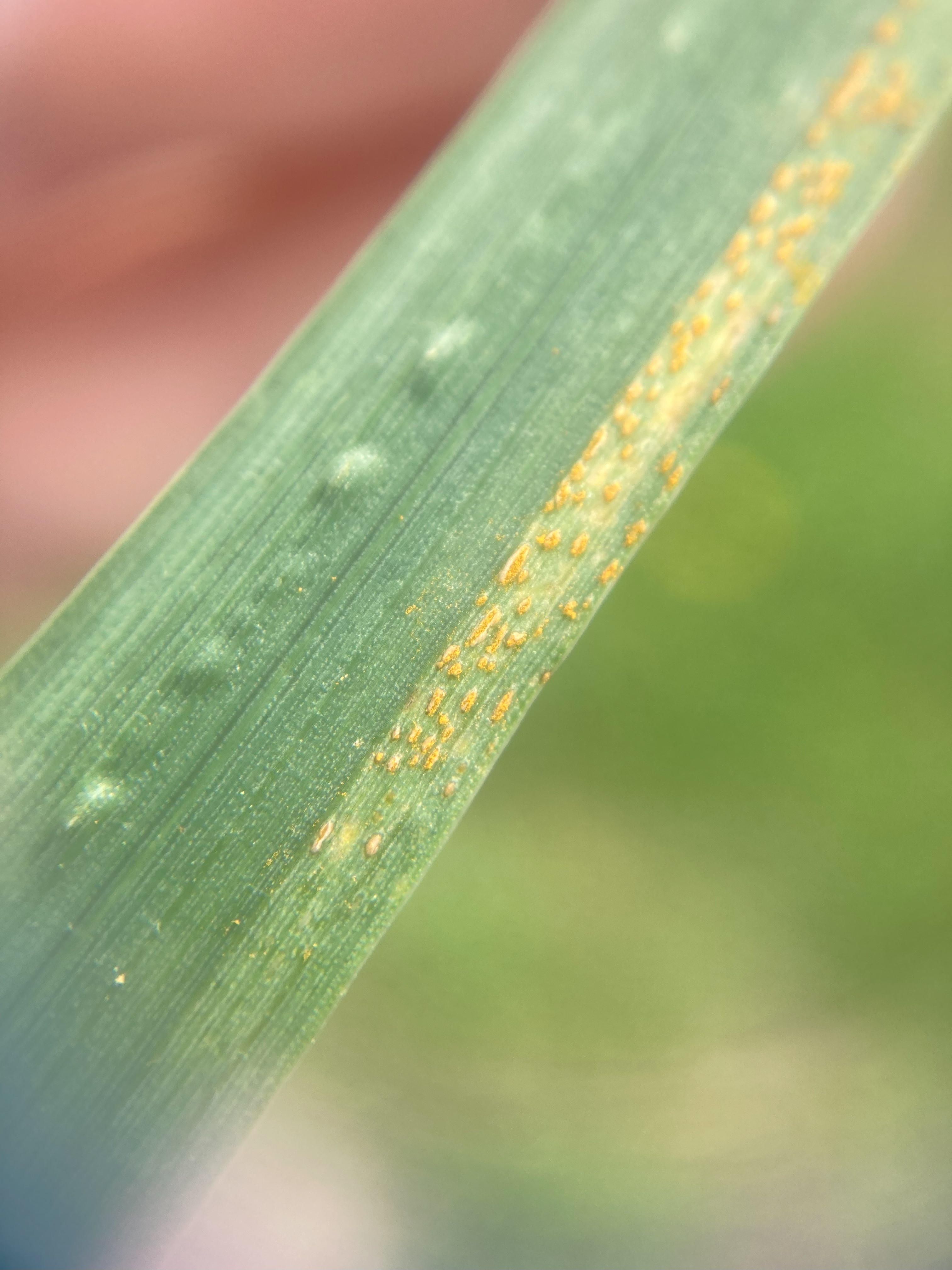 Closeup of rust on wheat leaf.